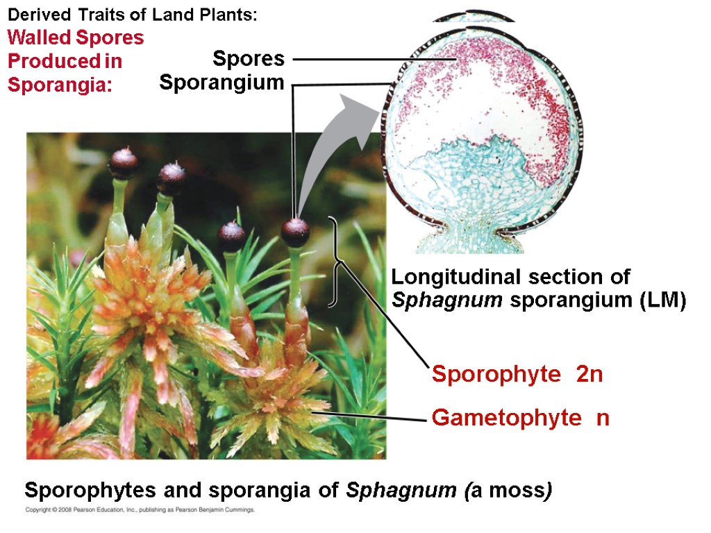 Derived Traits of Land Plants: Walled Spores Produced in Sporangia: Spores Sporangium Sporophyte 2n